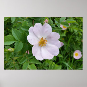 Affiche Teinte rose de printemps
