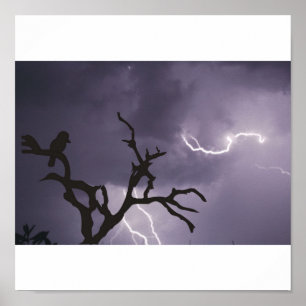 Affiche Tempête de Kookaburra