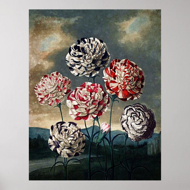 Affiche Temple D'Art Botanique De Flora Carnations (Devant)