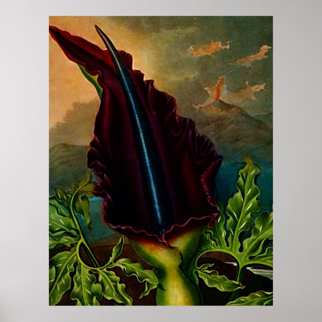 Affiche Temple D'Art Botanique De Flora Dragon Plante (Devant)