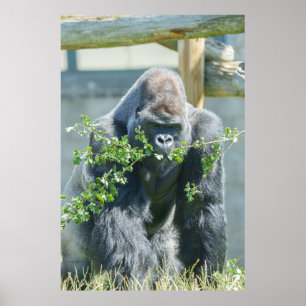 Affiche Temps de collation Silverback