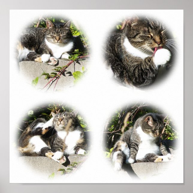 Affiche Temps De Loisirs D'Un Collage De Chat Imprimer (Devant)