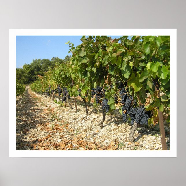 Affiche Temps de récolte (Devant)