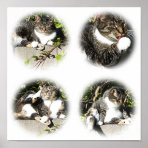 Affiche Temps libre d'une copie de collage de chat