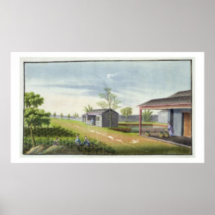 Affiche Tendre les plantes de thé (avec papier)