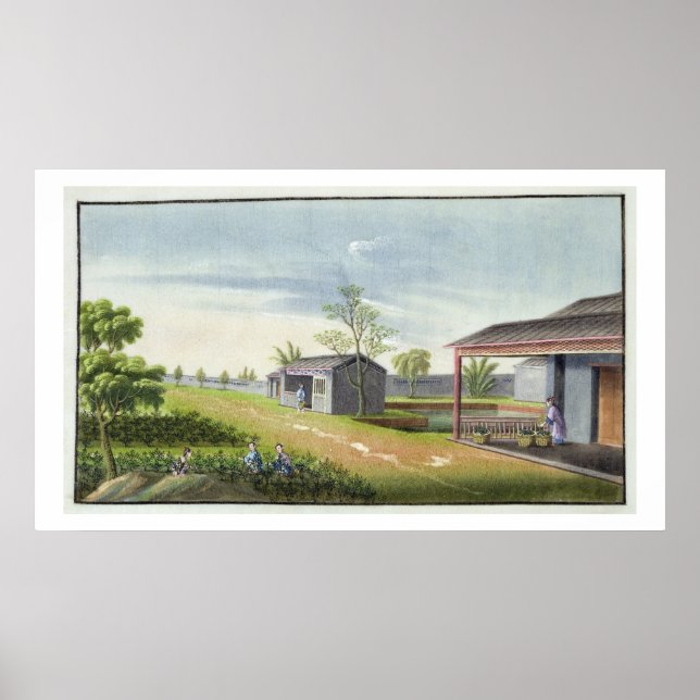 Affiche Tendre les plantes de thé (avec papier) (Devant)