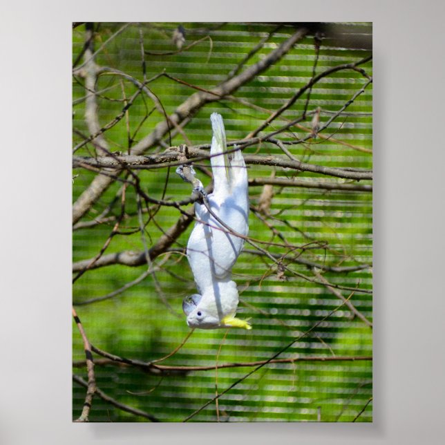 Affiche Tenez-vous là (Devant)