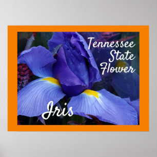 Affiche Tennessee State Flower TN Iris