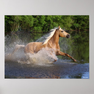Affiche Tennessee Walker courant dans l'eau