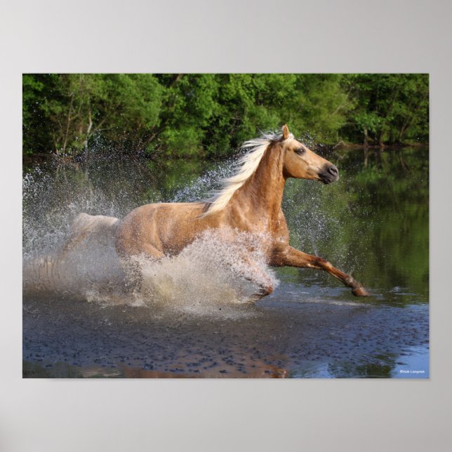 Affiche Tennessee Walker courant dans l'eau (Devant)