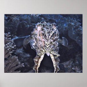 Affiche Tentacles de cutte
