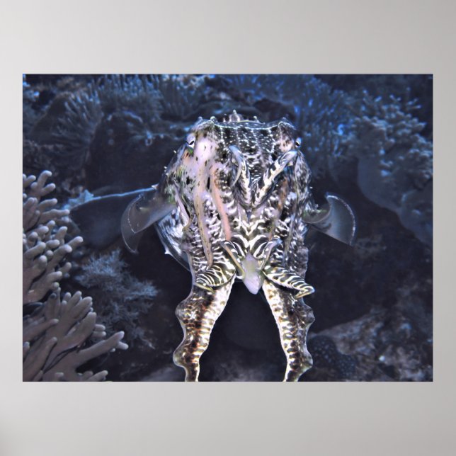 Affiche Tentacles de cutte (Devant)