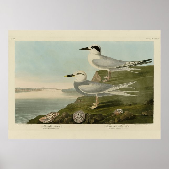 Affiche Tern Audubon Birds of America de Havell et Trudeau (Devant)