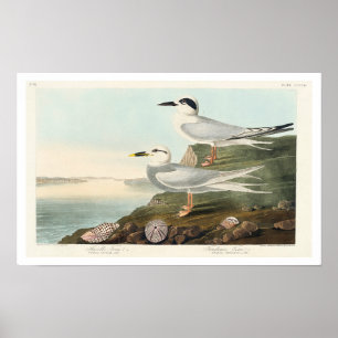 Affiche Terne de Havell et terne de Trudeau par Audubon