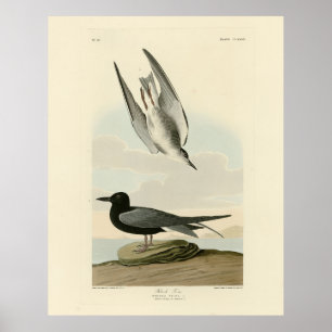 Affiche Terne noire des oiseaux d'Amérique d'Audubon