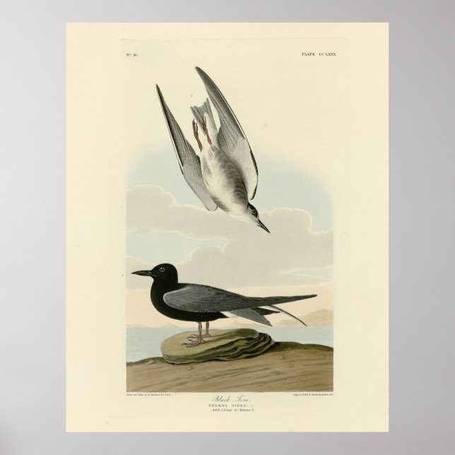 Affiche Terne noire des oiseaux d'Amérique d'Audubon (Devant)