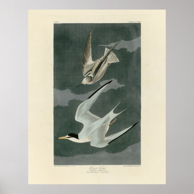 Affiche Terne Petit (Moins) - Oiseaux d'Amérique d'Audubon (Devant)