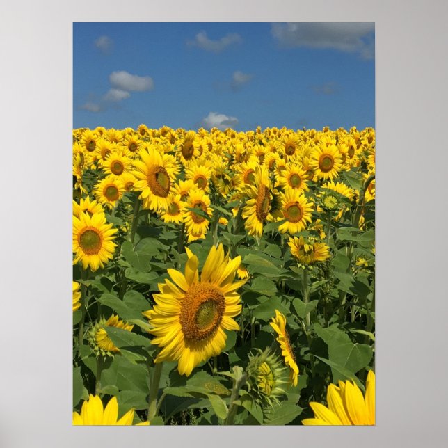 Affiche Terrain de tournesol (Devant)