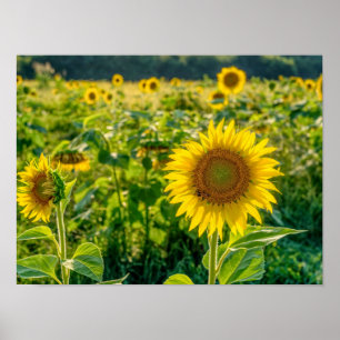 Affiche Terrain de tournesol doré