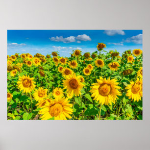 Affiche Terrain de tournesol en été par temps ensoleill