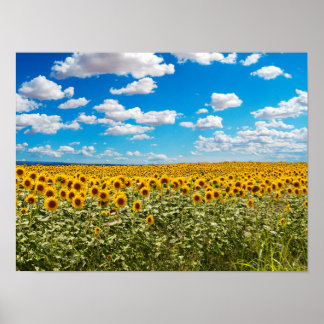 Affiche Terrain de tournesol en Toscane