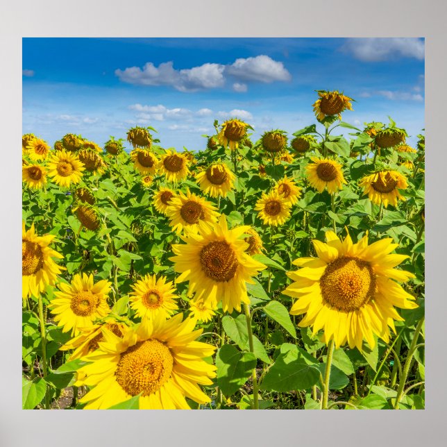Affiche Terrain de tournesol, ensoleillé l'été. (Devant)