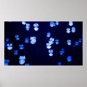 AFFICHE TERRES LUMINEUSES