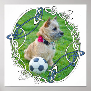 Affiche Terrier Cairn Football