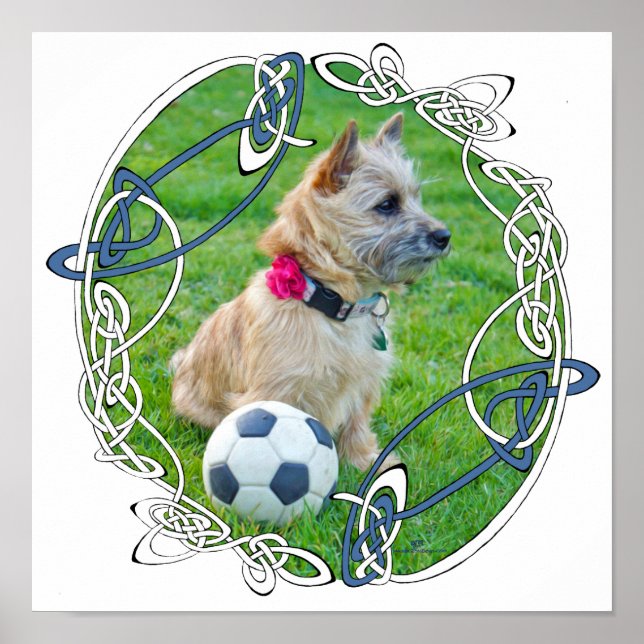 Affiche Terrier Cairn Football (Devant)