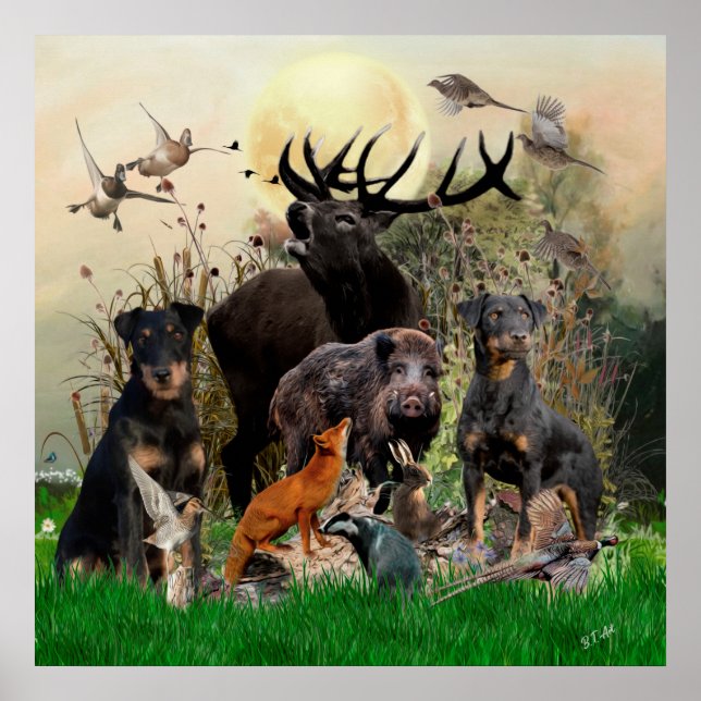 Affiche Terrier de chasse allemand (Jagdterrier) (Devant)