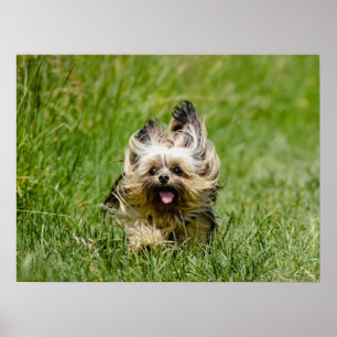 Affiche Terrier Yorkshire mignon Traversant L'Herbe