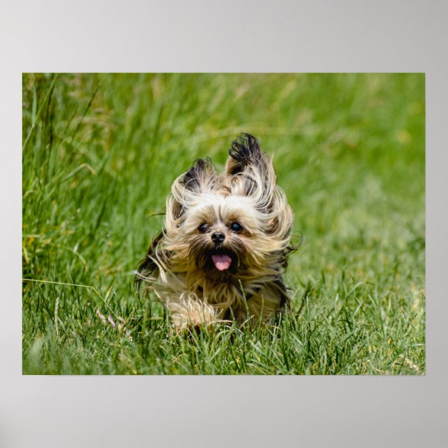 Affiche Terrier Yorkshire mignon Traversant L'Herbe (Devant)