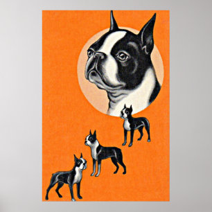Affiche terriers de Boston