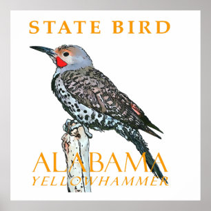 Affiche Territoire de l'Alabama Oiseau Le Colapte auréolé
