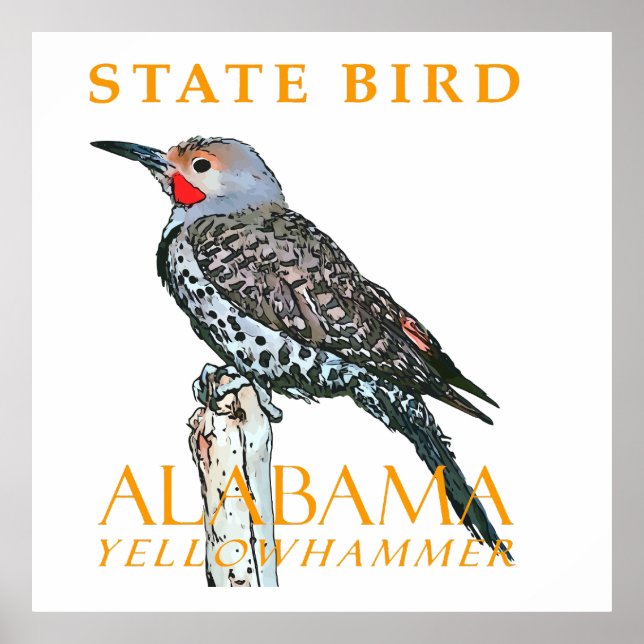 Affiche Territoire de l'Alabama Oiseau Le Colapte auréolé (Devant)