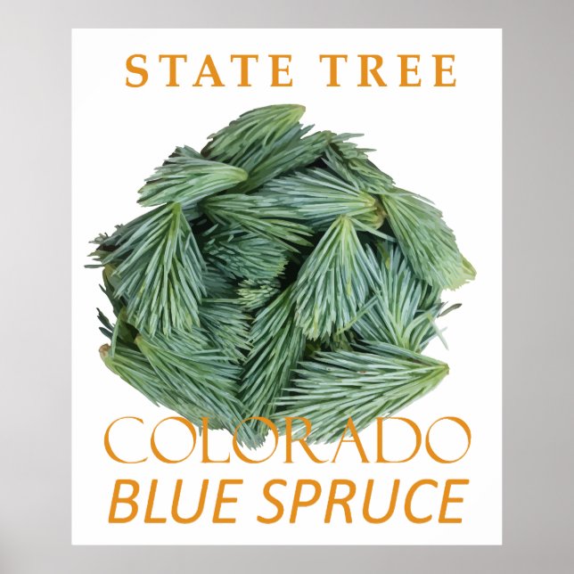 Affiche Territoire du Colorado Arbre L'Épicéa Bleu (Devant)
