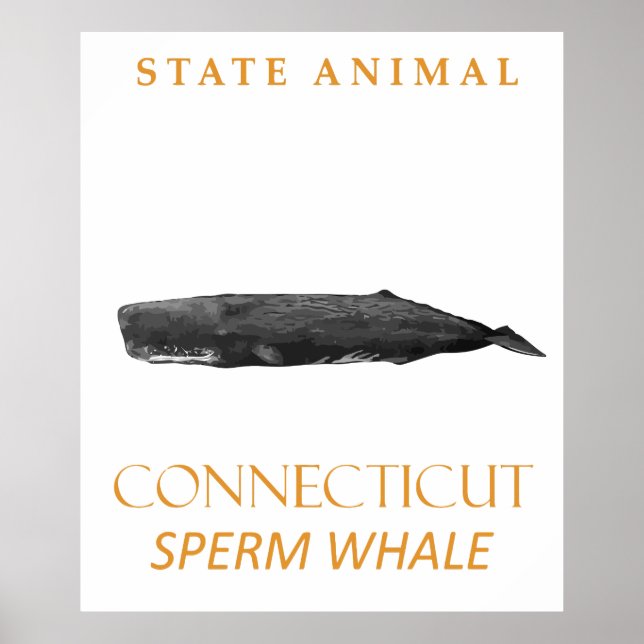 Affiche Territoire du Connecticut Animal Physeter macrocep (Devant)