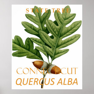 Affiche Territoire du Connecticut Arbre Le Chêne Blanc