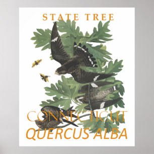 Affiche Territoire du Connecticut Arbre Le Chêne de la Cha