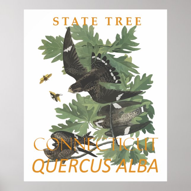 Affiche Territoire du Connecticut Arbre Le Chêne de la Cha (Devant)