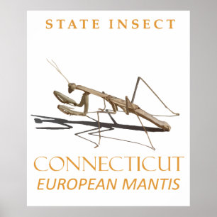 Affiche Territoire du Connecticut Insecte Mantis religiosa