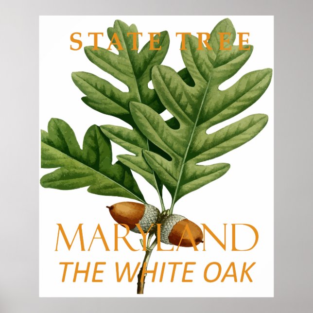 Affiche Territoire du Maryland Arbre Le Chêne Blanc (Devant)