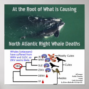 Affiche Tester les baleines noires de l'Atlantique Nord po