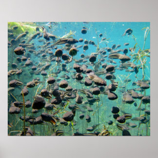 Affiche Têtards Econfina Creek