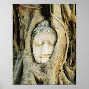 Affiche Tête de Bouddha dans le Fig Tree .. Ayutthaya, Tha