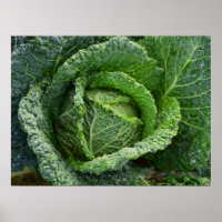 Tête de choux bio frais