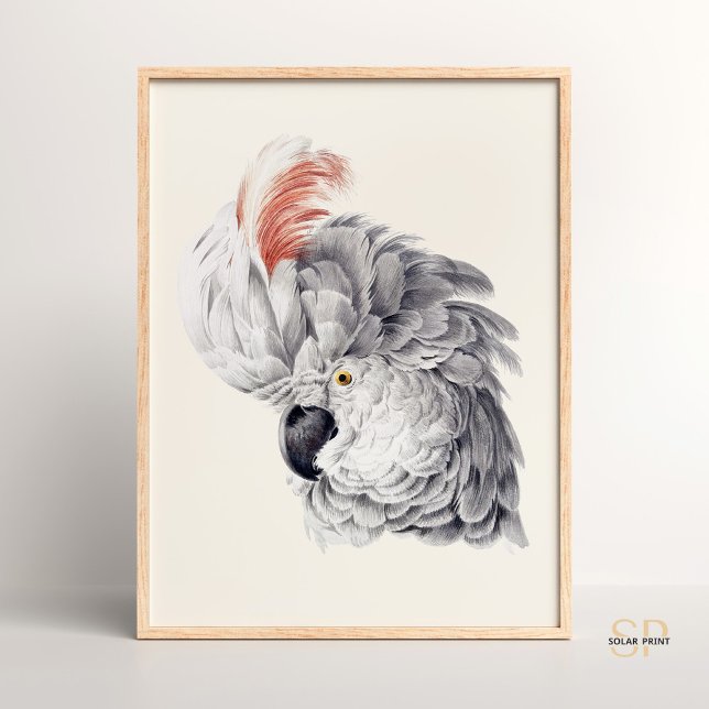 Affiche Tête de Cockatoo blanc Macaw Parrot Aert Schouman (Créateur téléchargé)