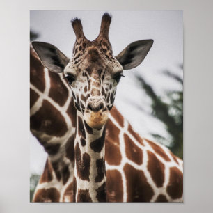 Affiche Tête de girafe Tirage de fourrure de girafe Animal