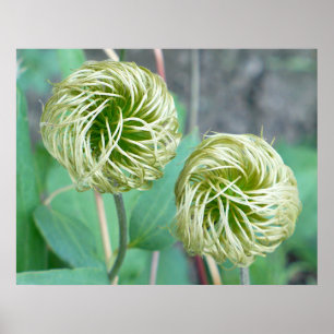Affiche Tête de graines de Clematis