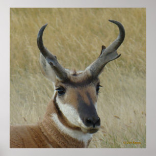 Affiche Tête de grand buck d'antilope pronghorn A5